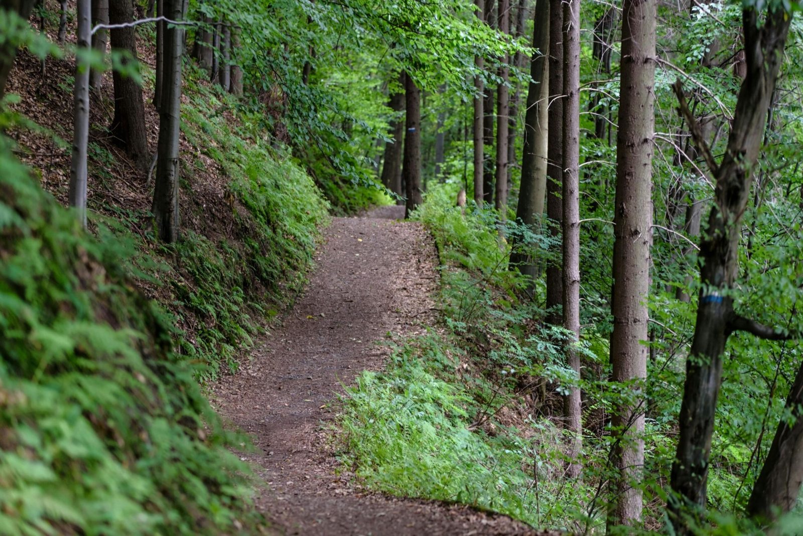 LA Tuna Canyon Park