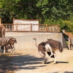 A Family Day Out at the Los Angeles Zoo